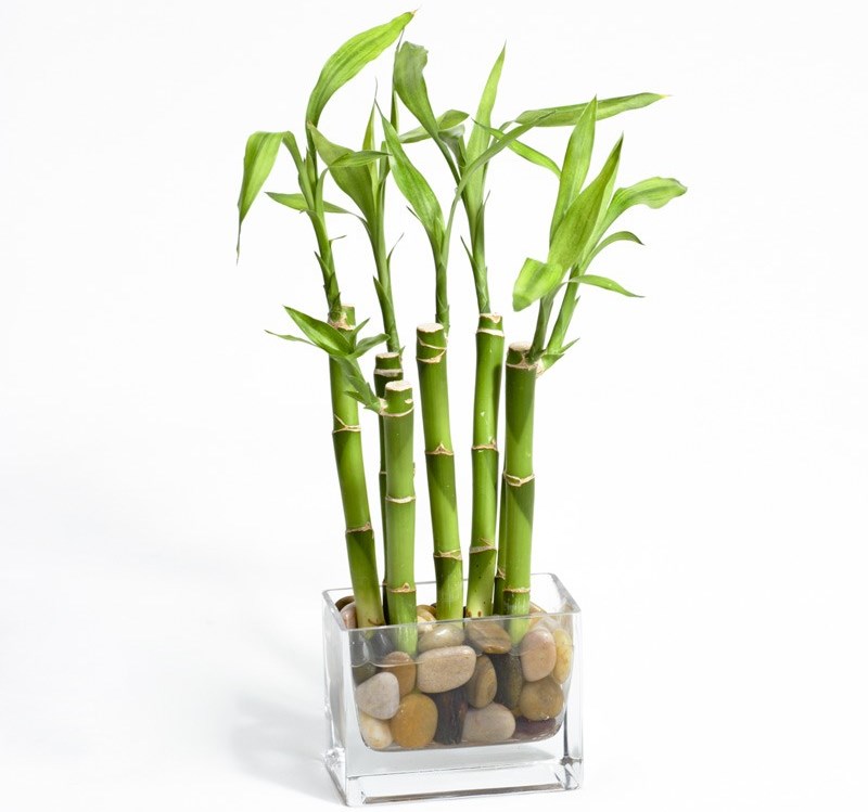 Exotic houseplant. Indoor bamboo