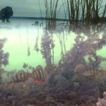 Les meilleurs appareils pour la pêche sous-marine