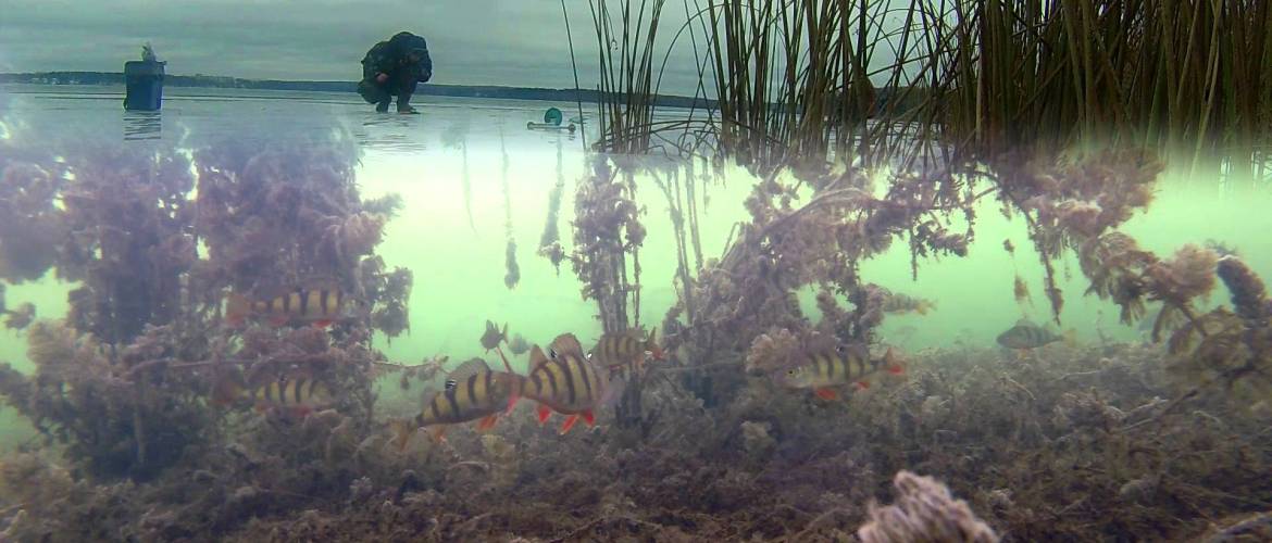 Les meilleurs appareils pour la pêche sous-marine