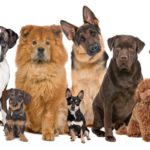 Comment choisir de la nourriture pour votre chien préféré?