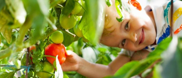 TOP 9 meilleures variétés de tomates ou de tomates