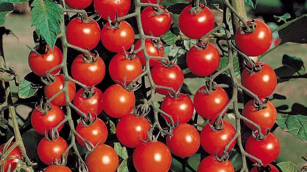 How to choose tomato seeds