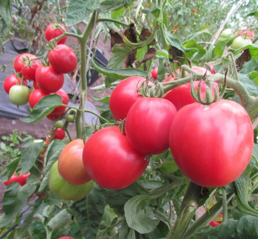 Seeds tomato First-grader photo