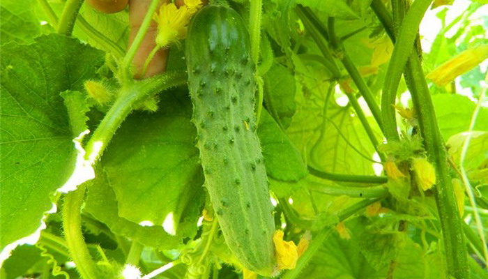 Variety of cucumbers Nezhinsky photo