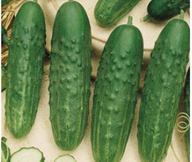 Seeds of cucumbers Sankina love F1 photo