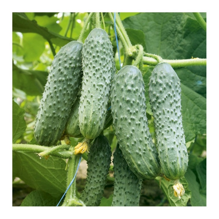 Variety of cucumbers Alekseich F1 photo