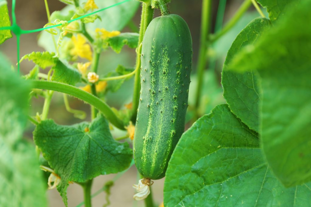 Cucumber variety Competitor photo