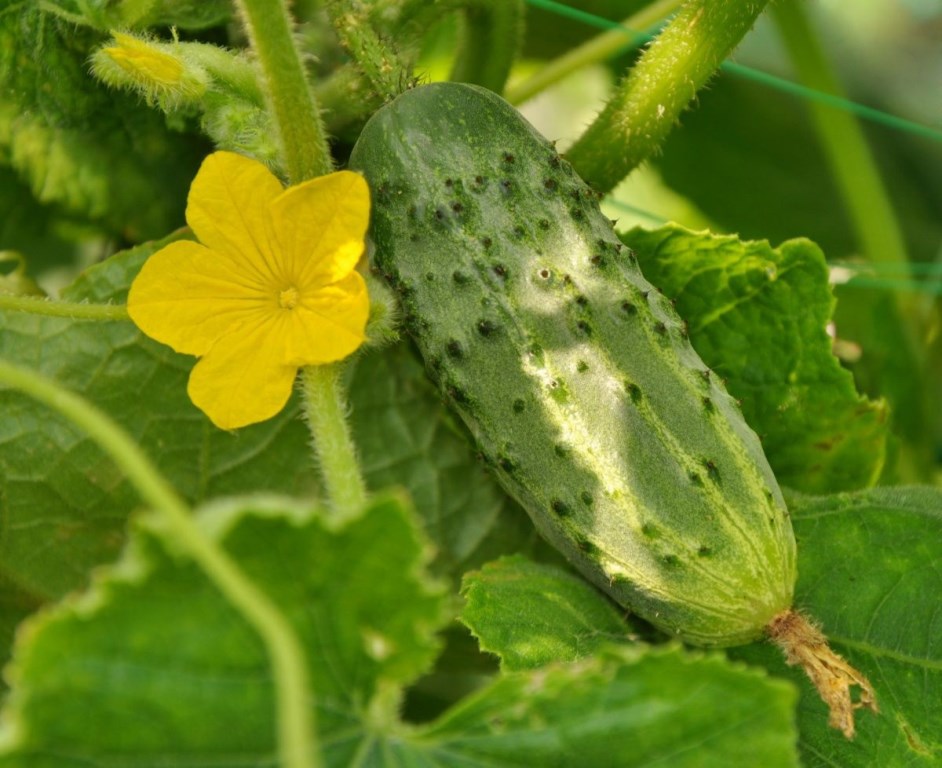 Variety of cucumbers Benefis F1 photo