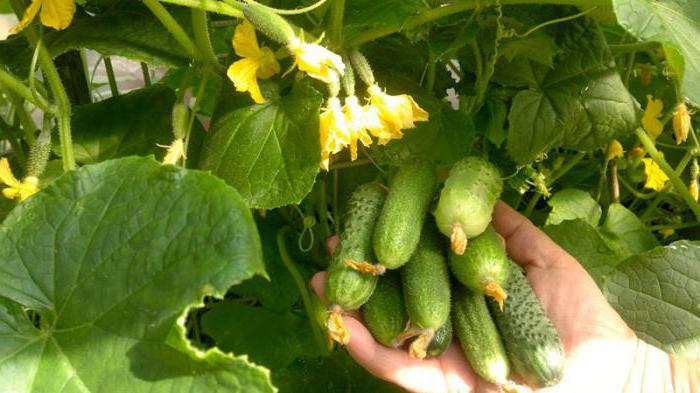 Variety of cucumbers Bush photo