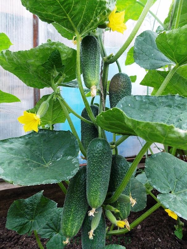 Variety of cucumbers Boy with thumb F1 photo