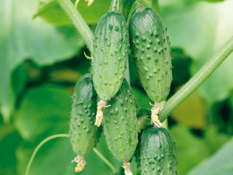 Variety of cucumbers Serpentine photo