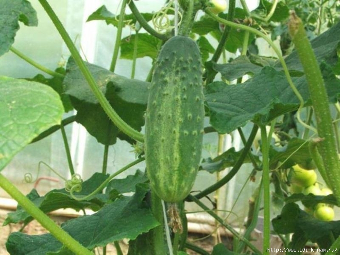 Variety of cucumbers Altai photo