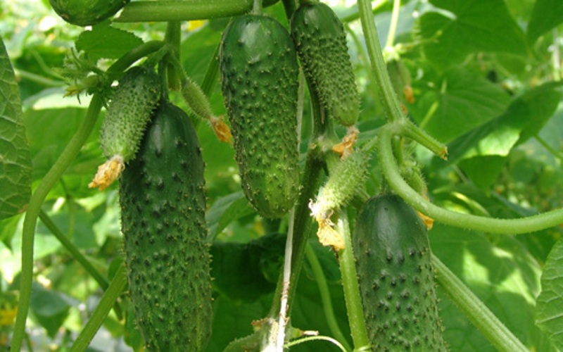 Variety of cucumbers Murashka F1 photo