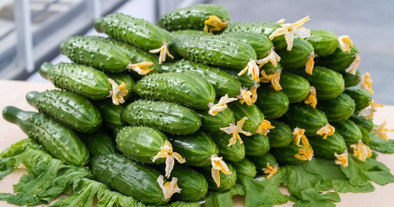 How to choose the best variety of cucumbers?