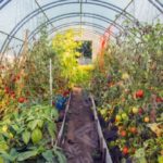 How to choose the best greenhouse