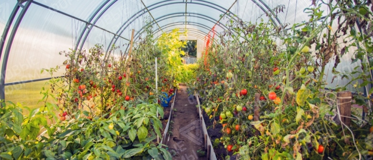 How to choose the best greenhouse