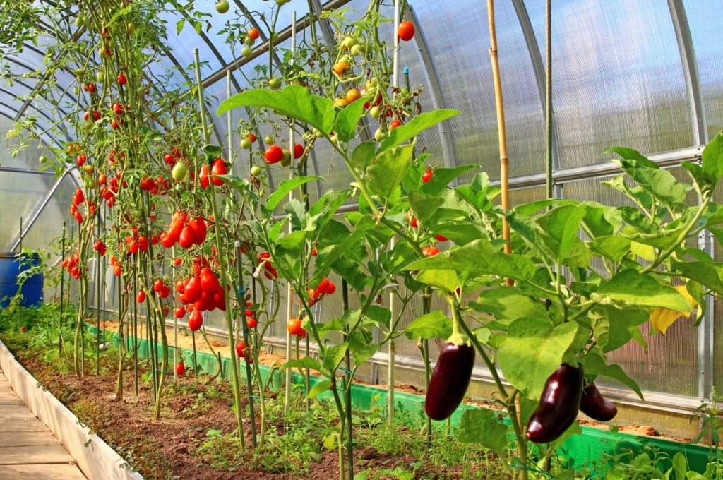 How to choose a greenhouse for harvest?