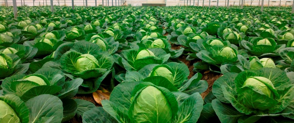 Cabbage photo