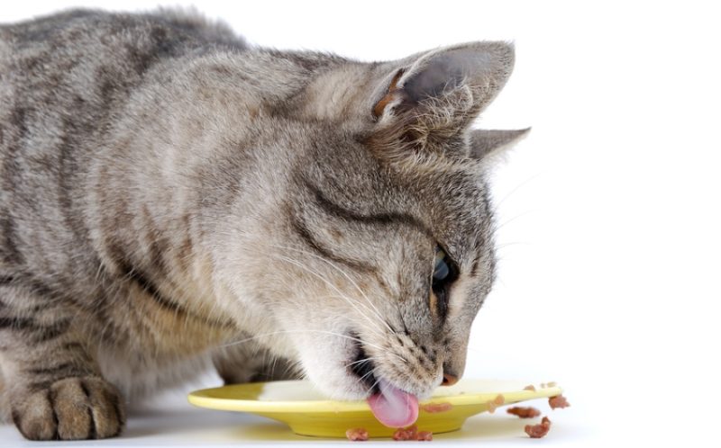 Choosing the right cat food