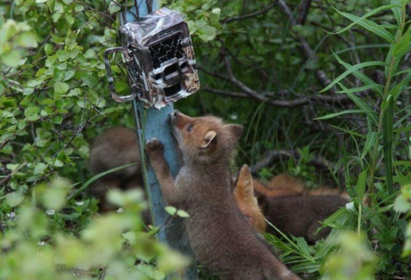 Camera trap in the forest