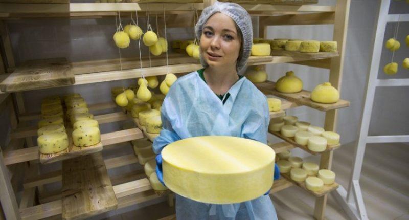 Choosing the best cheese dairy for home