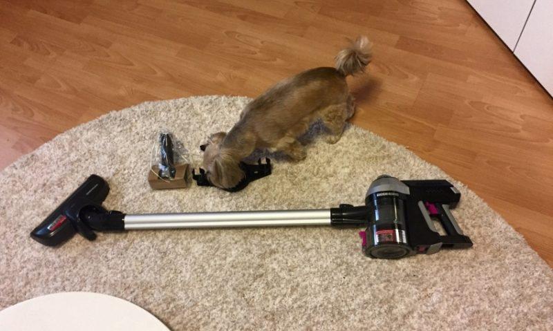 Vacuum cleaner carpet and dog