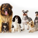 Choosing the best dog clipper