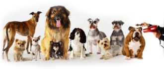 Choosing the best dog clipper